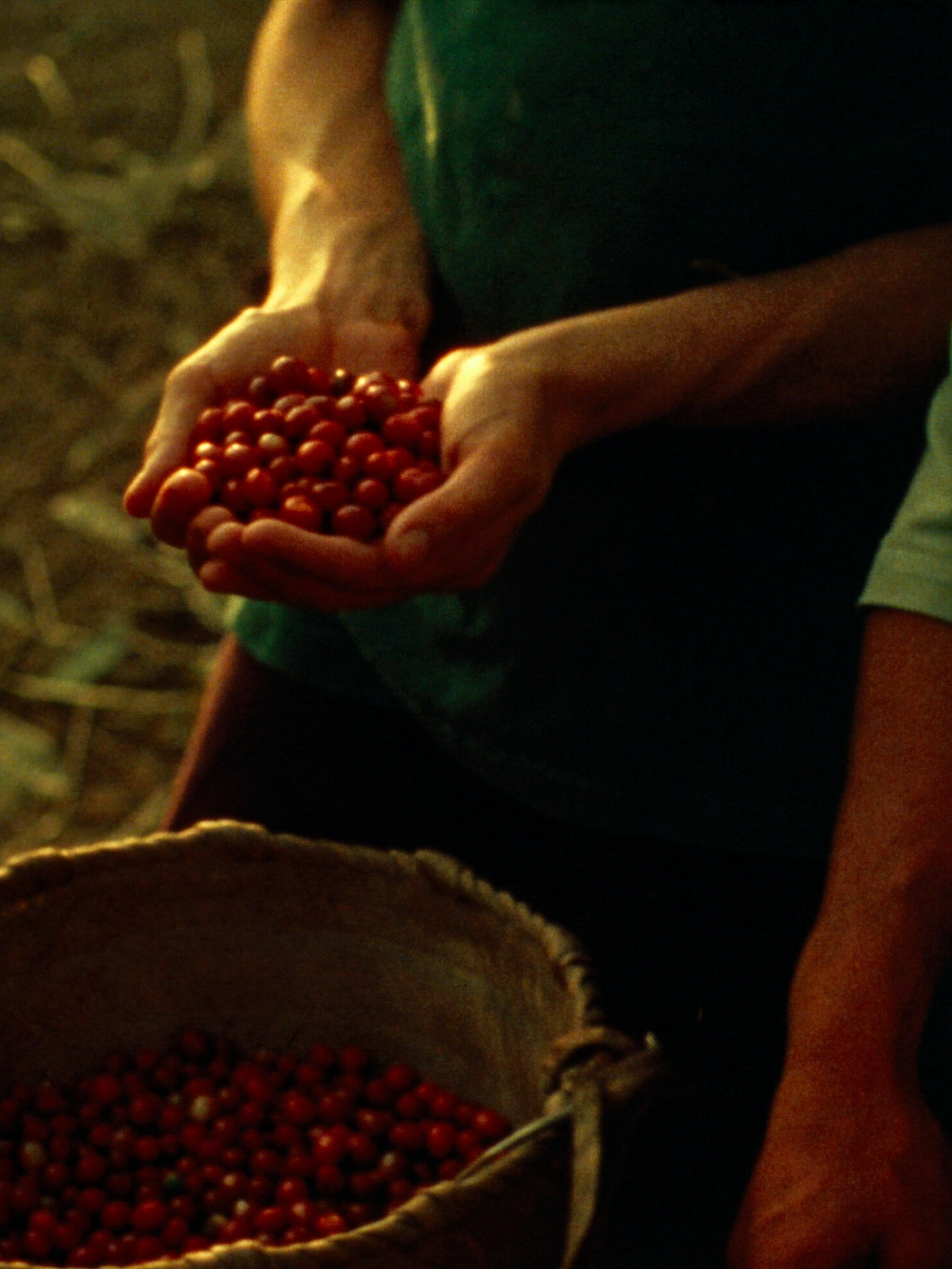 Cherries picked by hand